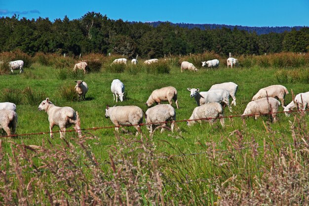 Schapen op soutn eiland, Nieuw Zeeland