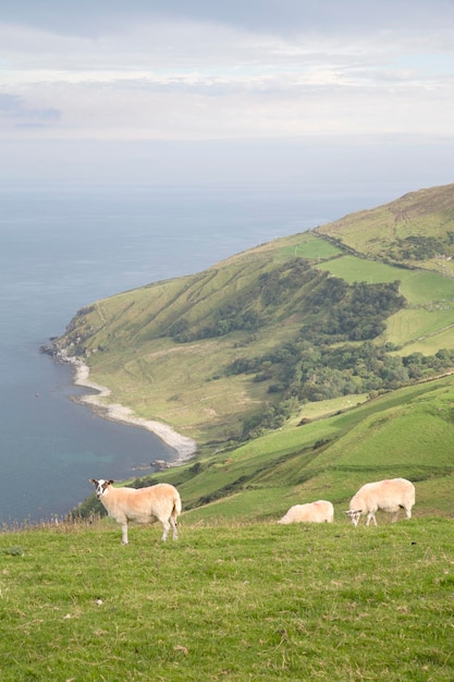 Schapen op Torr Head, County Antrim, Noord-Ierland, Europa