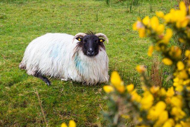 Schapen rusten in de wei in Ierland