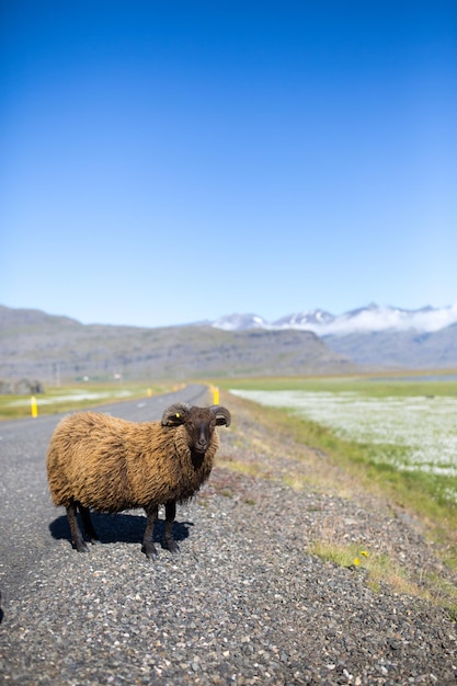 Foto schapen staan op de weg.