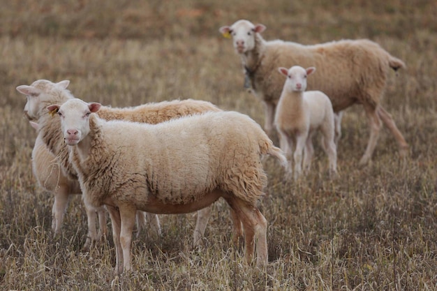 Schapen staan op een grasveld