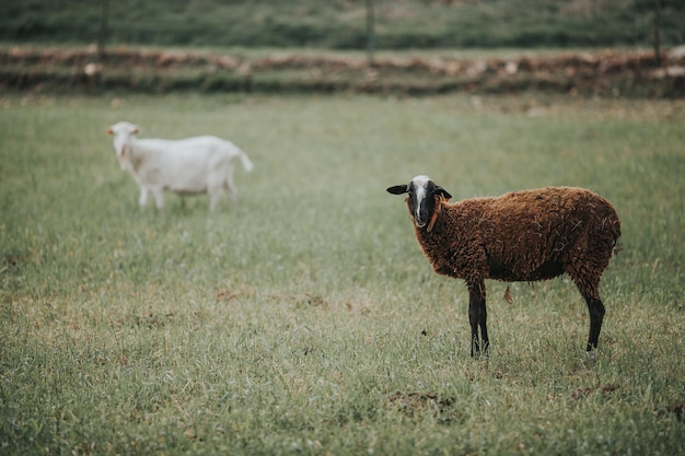 Schapen staan op het veld.