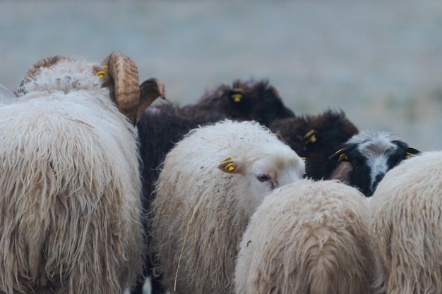 Foto schapen staan op het veld.