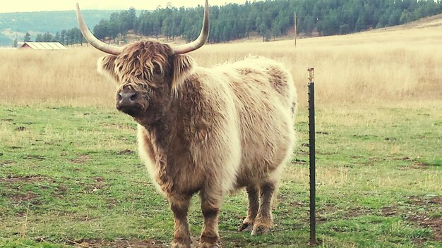 Foto schapen staan op het veld.