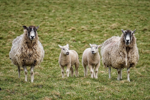 Schapen staan op het veld.