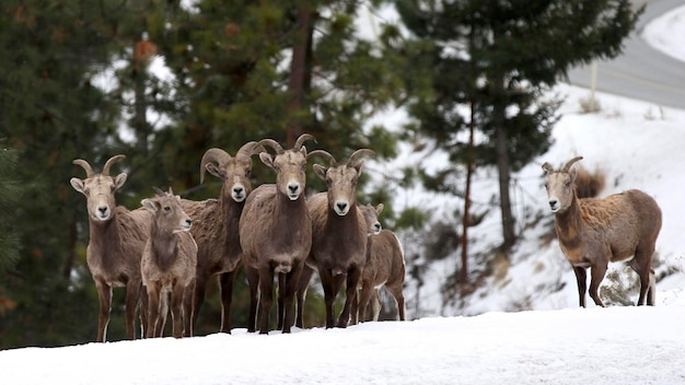 Foto schapen staan op sneeuw bedekt land