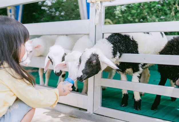 Schapen voeden. weinig aziatische fles van de meisjes voedende melk aan leuke schapen op schapenlandbouwbedrijf.