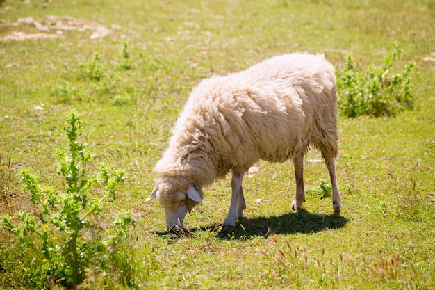 Schapen weidend gras in Menorca Balearic