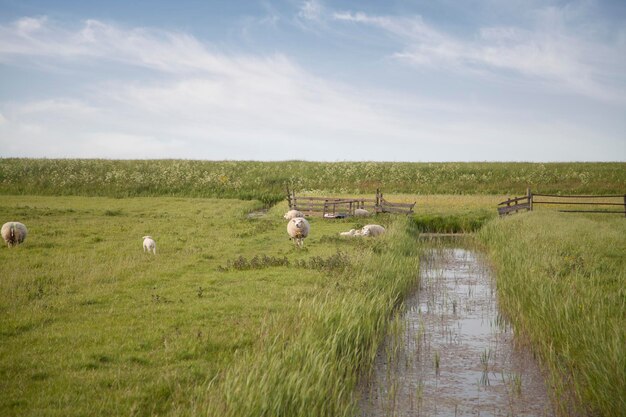 Foto schapen