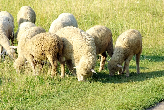 Schapen