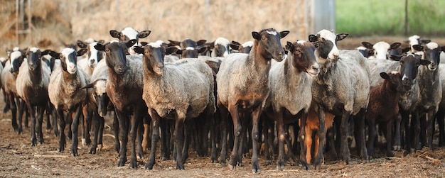 Schapenboerderij. Groep schapen huisdieren.