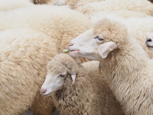 Schapengezicht die groen gras eten