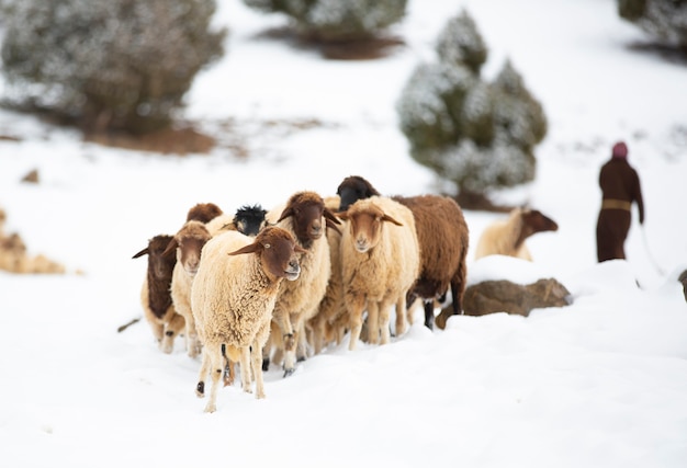 Schapenherder in het Atlasgebergte Marokko