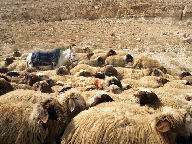 Schapenkudde en ezel in de woestijn met beige natuurlijke kleuren