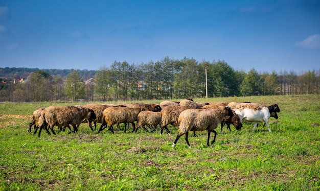 Schapenkudde op groen veld, thuislandbouwbedrijf