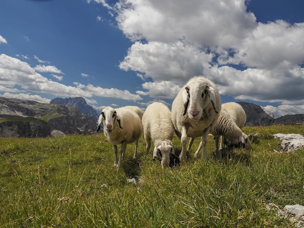 Schapenportret op van de achtergrond dolomietbergen panorama