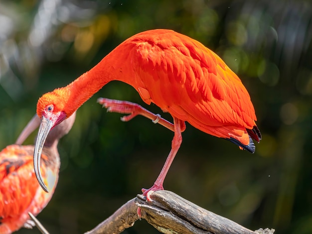 Scharlaken ibis of eudocimus ruber rode vogel van de familie threskiornithidae.