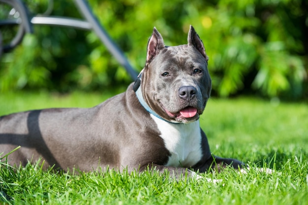 Schattig blauw haar american staffordshire terrier hond