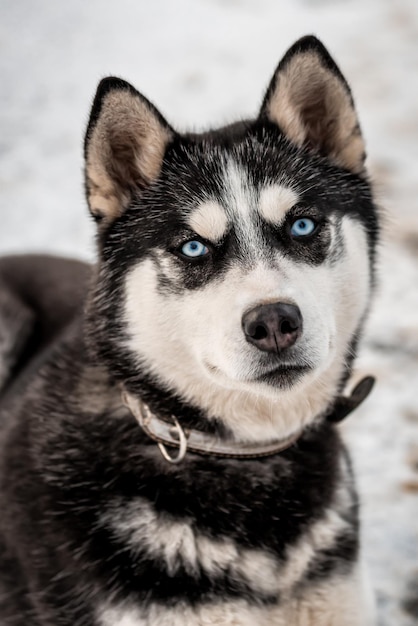 Foto schattig blauwogig siberisch husky portret