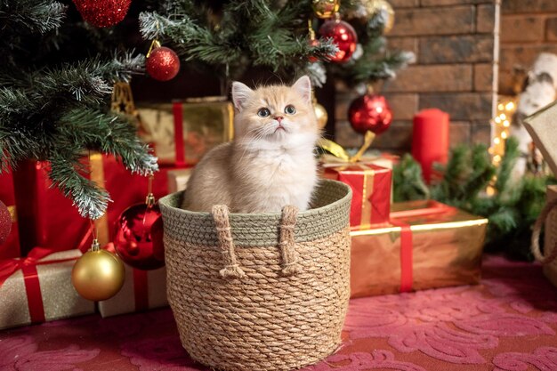 Schattig Brits korthaar kitten zit in een mand onder een kerstboom met speelgoed en kijkt omhoog