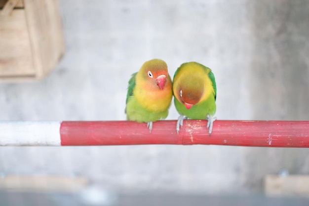 Foto schattig en schattig vogeltje