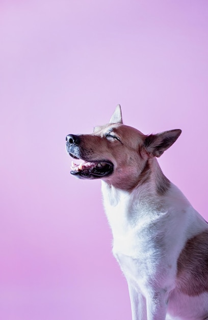 Schattig funne gemengd ras hond portret op roze background