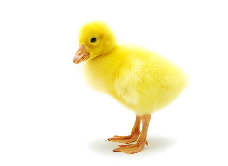 Foto schattig gansje geïsoleerd op een witte