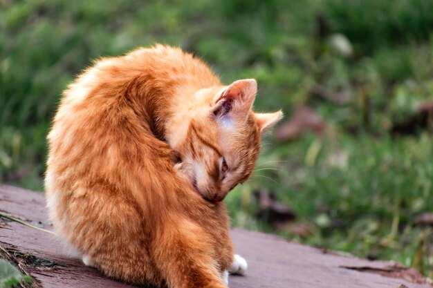 Schattig gemberkatje met gele ogen buitenscène in een boerderij