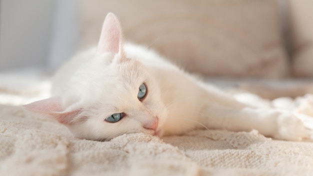 Schattig gemengd ras blauwe ogen witte vacht kat op beige plaid Huisdieren zorg en welzijn concept