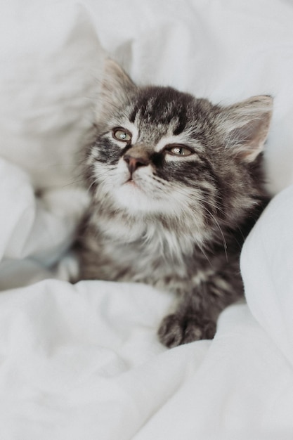 Schattig grijs katje ligt naast een bed met wit katoenen beddengoed. huisdieren in huis
