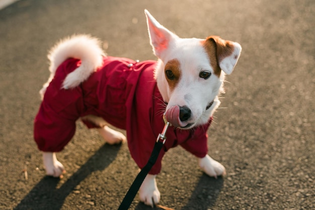 Schattig jack russell terrier buitenshuis herfst- of winterportret van een kleine hond