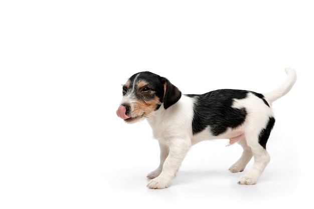 Schattig. Jack Russell Terrier hondje poseert. Leuk speels hondje of huisdier spelen op witte studio achtergrond. Concept van beweging, actie, beweging, huisdieren liefde. Ziet er blij, opgetogen, grappig uit.