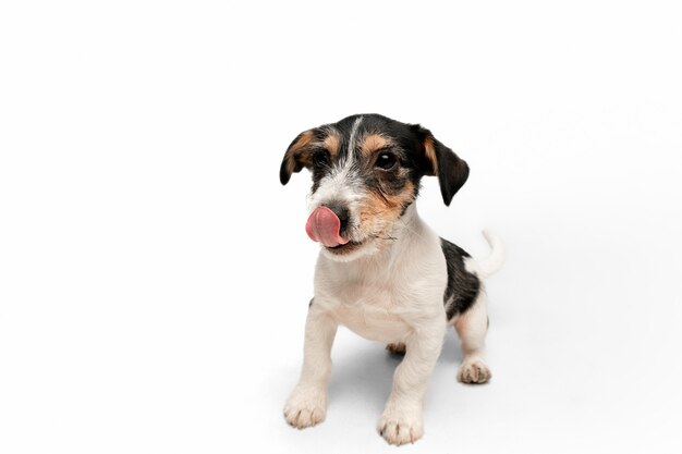 Schattig. Jack Russell Terrier hondje poseert. Leuk speels hondje of huisdier spelen op witte studio achtergrond. Concept van beweging, actie, beweging, huisdieren liefde. Ziet er blij, opgetogen, grappig uit.