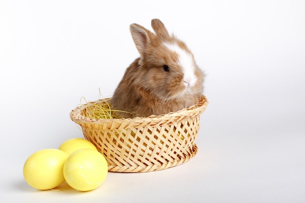 Schattig klein bruin konijn zittend in een mand op een witte achtergrond paaseieren