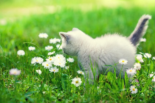 Schattig klein katje dat in de zomer in het bloemengazon van madeliefjes loopt