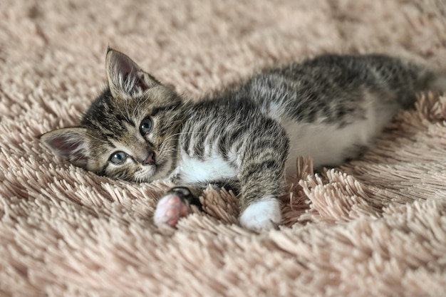 Schattig klein katje op een zachte deken