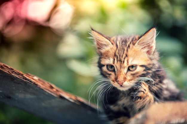 Schattig klein katje zittend in de tuin in de zomer