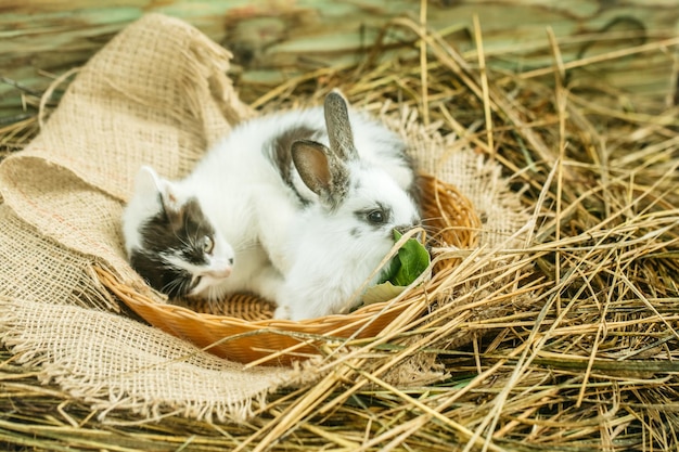 Schattig klein konijn en kleine kat liggend op natuurlijk hooi