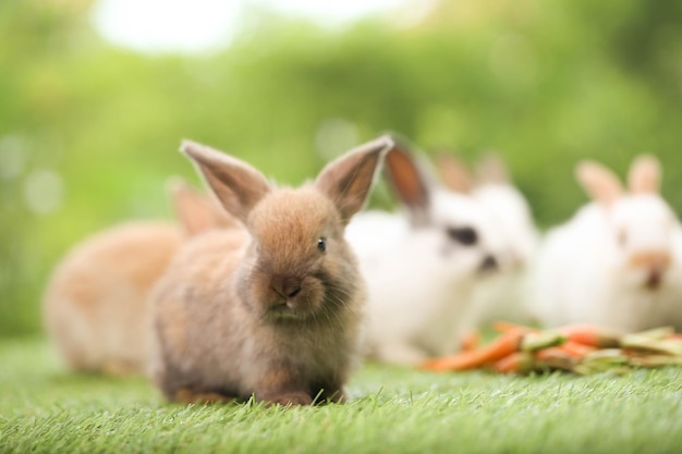 Schattig klein konijn op groen gras met natuurlijke bokeh als achtergrond in het voorjaar Jong schattig konijntje spelen in de tuin Lief huisdier in het park in het voorjaar