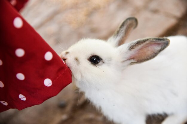 schattig klein konijntje in de kooi