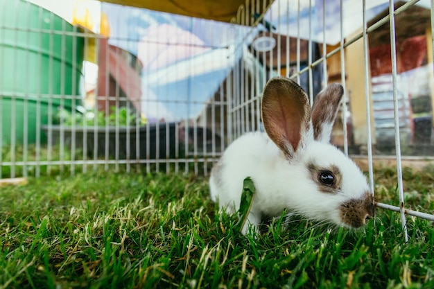 Schattig klein konijntje in een buitencompound groen gras