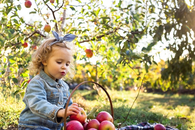 Schattig klein meisje dat rijpe biologische rode appel eet in de appelboomgaard met een mand met appels in de herfst. eerlijk gekruld europees meisje in een spijkerpak met familiepicknick op een boerderij.