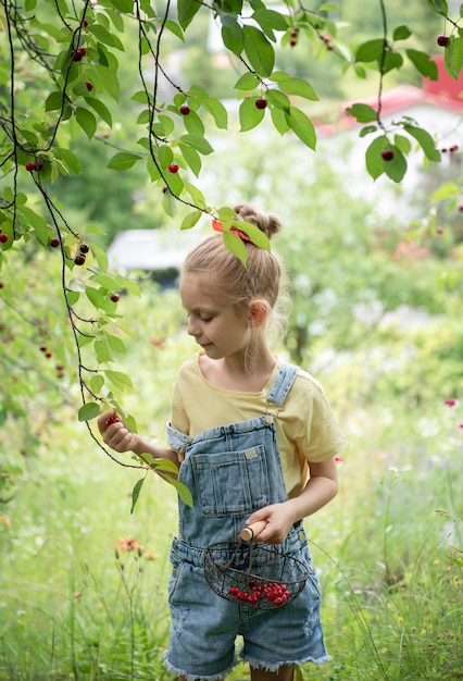 Schattig klein meisje plukt een kers van een boom in de kersentuin