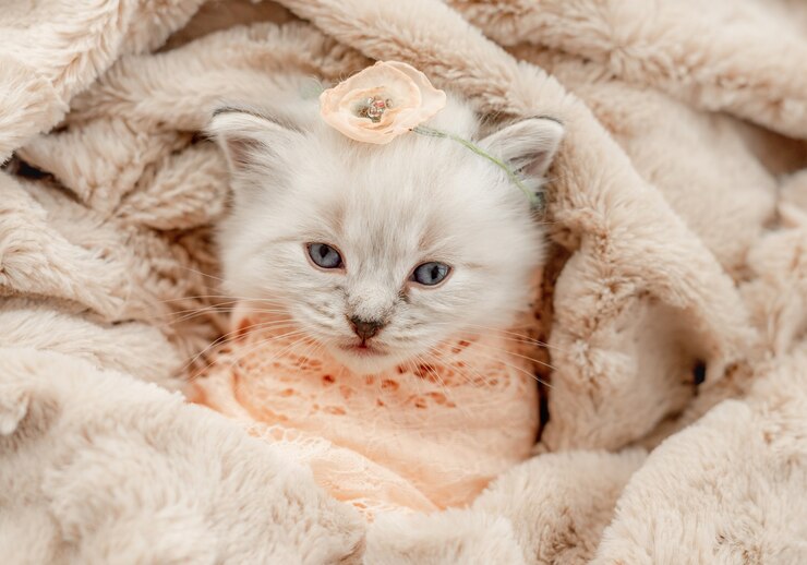 Foto schattig klein ragdoll-katje met blauwe ogen liggend ingebakerd in bont en gebreide deken met bloem op zijn hoofd tijdens fotoshoot in pasgeboren stijl in de studio en kijkend naar de camera. leuk kattenportret