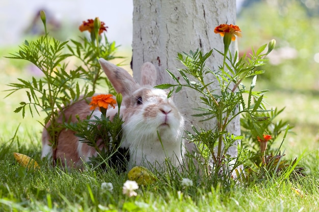 Schattig konijn liggend op het gras tussen oranje bloemen