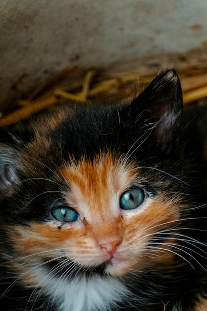Schattig lapjeskatje met blauwe ogen kijkend naar het camera-nestje van drie kittens in het stro op een boerderij