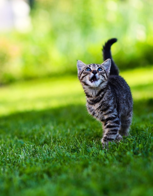 Schattig miauwend tabby kitten buiten