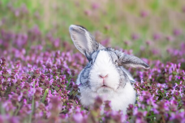 Foto schattig nederlands konijn buiten konijn zit in een paarse bloemen