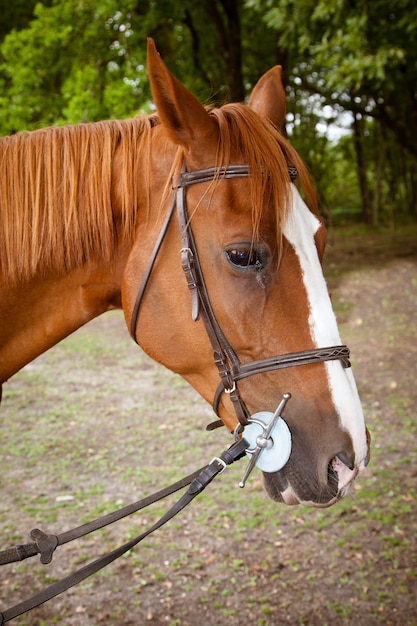 schattig paard in een bos