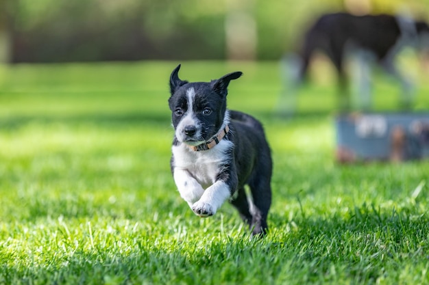 Schattig portret van een geweldig gezond en gelukkig zwart-wit border collie-puppy. Rasecht